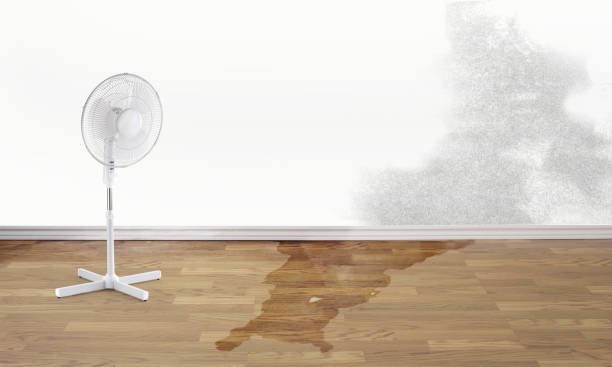 Best Flood restoration services  in Oak Forest, IL